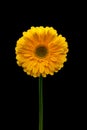 Beautiful yellow gerbera flower isolated on a black background Royalty Free Stock Photo