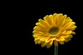 Beautiful yellow gerbera flower isolated on a black background