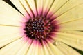 beautiful yellow gerbera flower with water drop in the garden Royalty Free Stock Photo