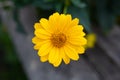 Beautiful yellow gerbera flowers close up. A yellow flower with lush petals grows in a flowerbed in the garden. Bright Royalty Free Stock Photo