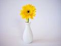 Beautiful yellow Gerbera jamesonii daisy flower in vase on table Barberton Transvaal daisy copy space for text lettering flower in Royalty Free Stock Photo