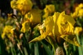 delicate yellow germanic iris flower in the park on a spring afternoon with defocused background