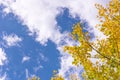 Beautiful yellow ginkgo, gingko biloba tree forest in autumn season in sunny day with sunlight and blue sky, white cloud, Royalty Free Stock Photo