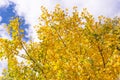 Beautiful yellow ginkgo, gingko biloba tree forest in autumn season in sunny day with sunlight and blue sky, white cloud, Royalty Free Stock Photo