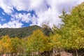 Beautiful yellow ginkgo, gingko biloba tree forest in autumn season in sunny day with sunlight and blue sky, white cloud, Royalty Free Stock Photo