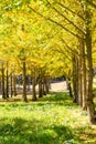 Beautiful yellow ginkgo, gingko biloba tree forest in autumn season in sunny day with sunlight and blue sky, white cloud, Royalty Free Stock Photo