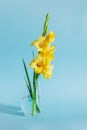 Beautiful yellow Gladiolus flower in a vase on a blue background Royalty Free Stock Photo