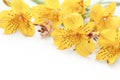 Beautiful yellow gladiolus on white background Royalty Free Stock Photo