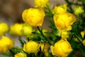 Beautiful yellow Globeflowers European. Flower of the red book