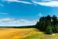 Beautiful yellow and gold field against the blue sky. The harvest season of wheat and other crops. Agriculture in an ecologically Royalty Free Stock Photo