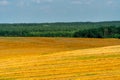 Beautiful yellow and gold field against the blue sky. The harvest season of wheat and other crops. Agriculture in an ecologically Royalty Free Stock Photo