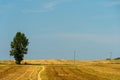 A beautiful yellow-gold field against a blue sky and one lonely standing tree. The harvest season of wheat and other crops. Royalty Free Stock Photo