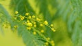 Beautiful Yellow Gold Flowering Mimosa Tree. Yellow Mimosa Spring Flowers. 8 March. Flowering Mimosa. Royalty Free Stock Photo