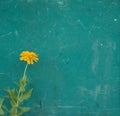 Beautiful yellow gold Zinnia flower against scratched grunge vintage old teal green wooden door, wall background. Royalty Free Stock Photo