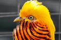 Beautiful yellow golden pheasant Royalty Free Stock Photo