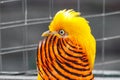 Beautiful yellow golden pheasant Royalty Free Stock Photo