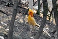 Beautiful yellow golden pheasant Royalty Free Stock Photo
