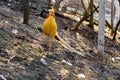 Beautiful yellow golden pheasant Royalty Free Stock Photo