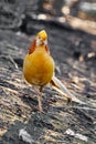 Beautiful yellow golden pheasant Royalty Free Stock Photo