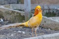 Beautiful yellow golden pheasant Royalty Free Stock Photo