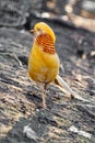 Beautiful yellow golden pheasant Royalty Free Stock Photo