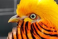 Beautiful yellow golden pheasant Royalty Free Stock Photo