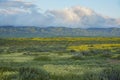 Beautiful yellow goldifelds and tidy tips blossom Royalty Free Stock Photo