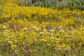 Beautiful yellow goldifelds and tidy tips blossom Royalty Free Stock Photo