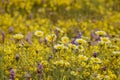 Beautiful yellow goldifelds and tidy tips blossom Royalty Free Stock Photo