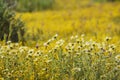 Beautiful yellow goldifelds and tidy tips blossom Royalty Free Stock Photo