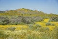 Beautiful yellow goldifelds and tidy tips blossom Royalty Free Stock Photo