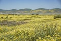 Beautiful yellow goldifelds and tidy tips blossom Royalty Free Stock Photo