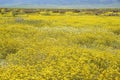 Beautiful yellow goldifelds and tidy tips blossom Royalty Free Stock Photo