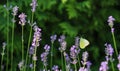 Beautiful yellow Gonepteryx rhamni or common brimstone butterfly on a purple lavender flower Royalty Free Stock Photo