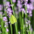 Beautiful yellow Gonepteryx rhamni or common brimstone butterfly on a purple lavender flower Royalty Free Stock Photo