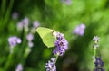 Beautiful yellow Gonepteryx rhamni or common brimstone butterfly on a purple lavender flower Royalty Free Stock Photo