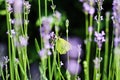 Beautiful yellow Gonepteryx rhamni or common brimstone butterfly on a purple lavender flower Royalty Free Stock Photo