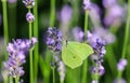 Beautiful yellow Gonepteryx rhamni or common brimstone butterfly on a purple lavender flower Royalty Free Stock Photo