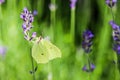 Beautiful yellow Gonepteryx rhamni or common brimstone butterfly on a purple lavender flower Royalty Free Stock Photo