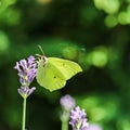 Beautiful yellow Gonepteryx rhamni or common brimstone butterfly on a purple lavender flower Royalty Free Stock Photo