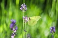 Beautiful yellow Gonepteryx rhamni or common brimstone butterfly on a purple lavender flower Royalty Free Stock Photo