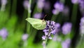 Beautiful yellow Gonepteryx rhamni or common brimstone butterfly on a purple lavender flower Royalty Free Stock Photo