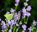 Beautiful yellow Gonepteryx rhamni or common brimstone butterfly on a purple lavender flower Royalty Free Stock Photo