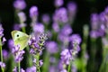 Beautiful yellow Gonepteryx rhamni or common brimstone butterfly on a purple lavender flower Royalty Free Stock Photo