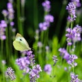 Beautiful yellow Gonepteryx rhamni or common brimstone butterfly on a purple lavender flower Royalty Free Stock Photo