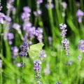 Beautiful yellow Gonepteryx rhamni or common brimstone butterfly on a purple lavender flower Royalty Free Stock Photo