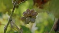 Beautiful yellow grape cluster with leaves swaying wind on background close up. Royalty Free Stock Photo