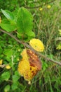 Yellow apple tree leaves in autumn, Lithuania