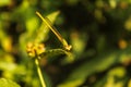 A beautiful yellow-green dragonfly on a leaf