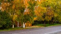Beautiful yellow-green fall trees near the fence and road
